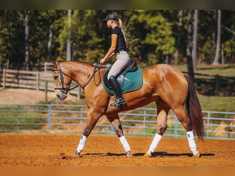 American Quarter Horse Wałach 5 lat Jelenia in Lyles