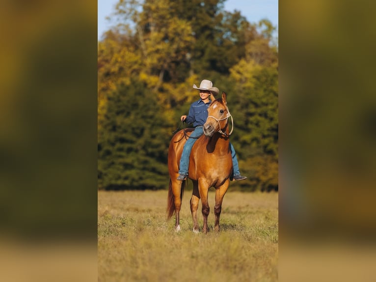 American Quarter Horse Wałach 5 lat Jelenia in Lyles