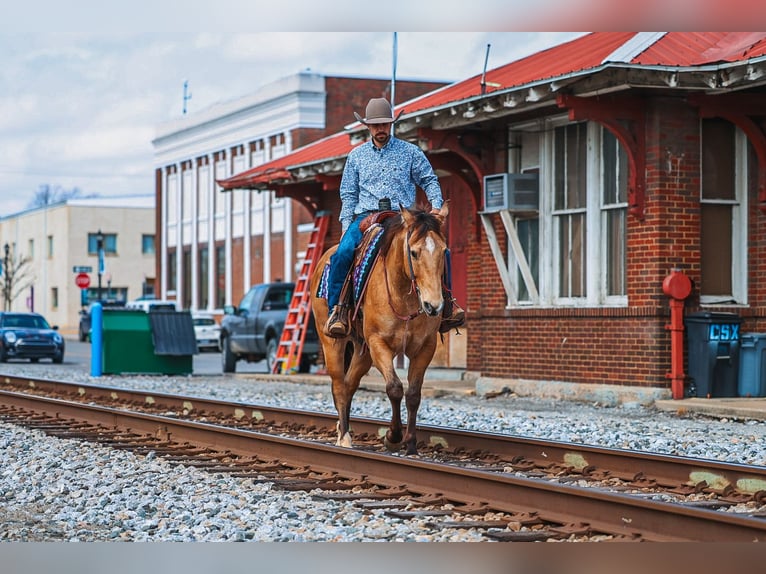 American Quarter Horse Wałach 5 lat Jelenia in Lyles