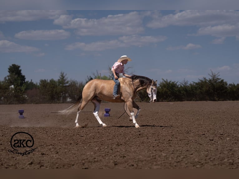 American Quarter Horse Wałach 5 lat Jelenia in Canyon