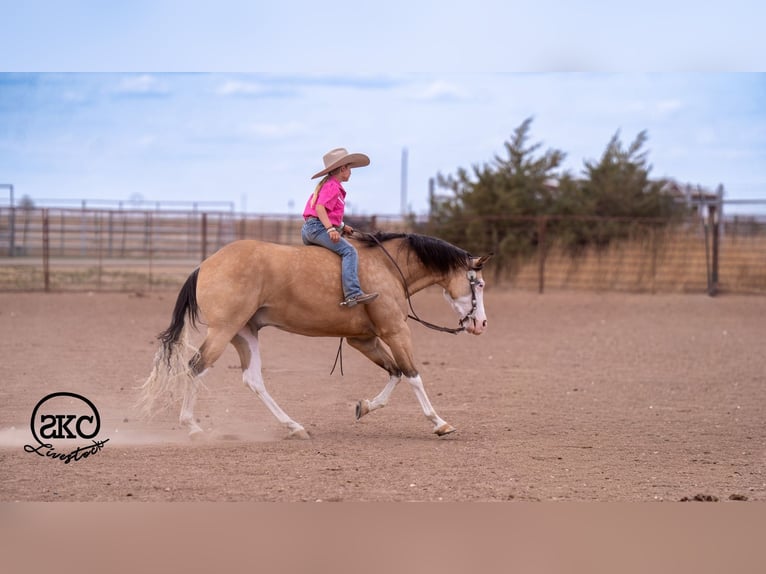 American Quarter Horse Wałach 5 lat Jelenia in Canyon