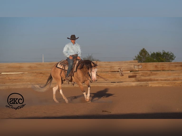 American Quarter Horse Wałach 5 lat Jelenia in Canyon