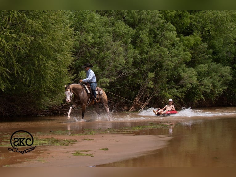 American Quarter Horse Wałach 5 lat Jelenia in Canyon