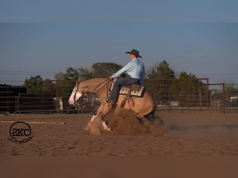 American Quarter Horse Wałach 5 lat Jelenia in Canyon