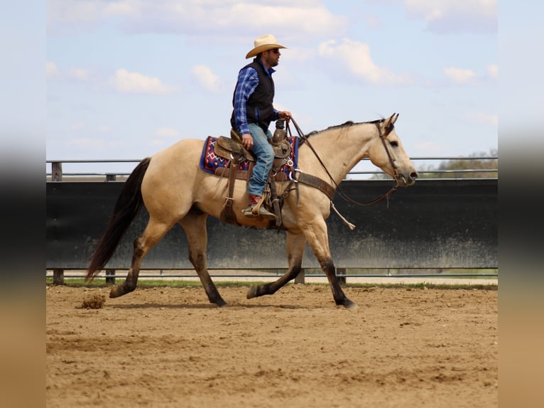 American Quarter Horse Wałach 5 lat Jelenia in La Motte, IA