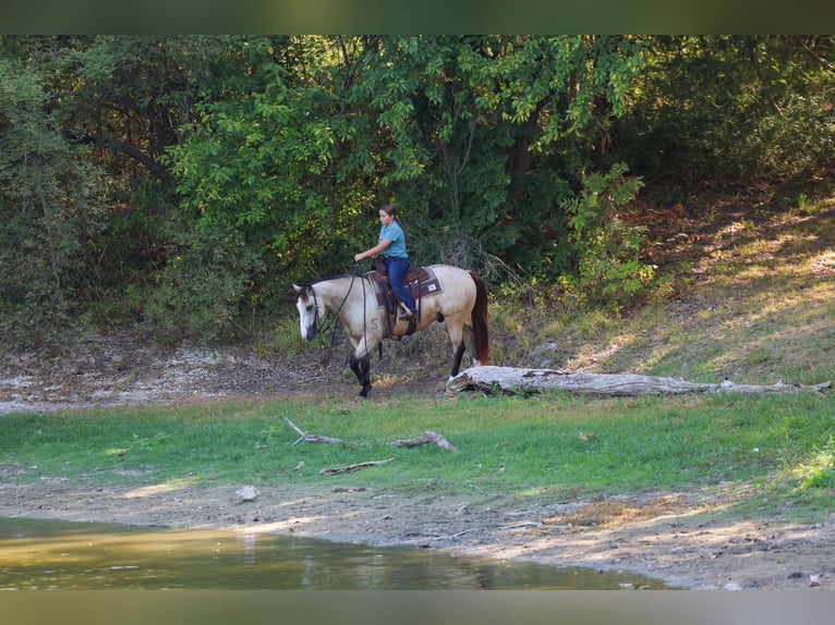 American Quarter Horse Wałach 5 lat Jelenia in Terrell