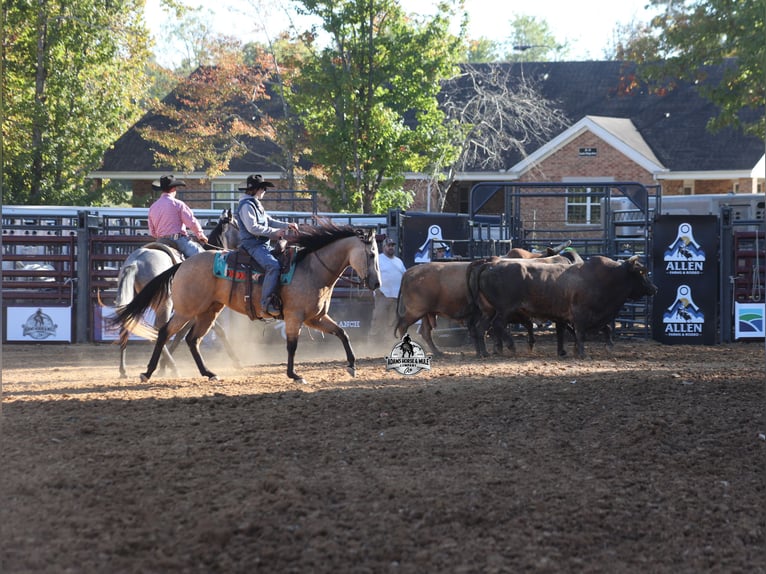 American Quarter Horse Wałach 5 lat Jelenia in Fresno