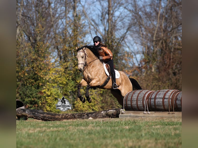 American Quarter Horse Wałach 5 lat Jelenia in Fresno