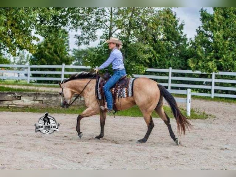American Quarter Horse Wałach 5 lat Jelenia in Fresno