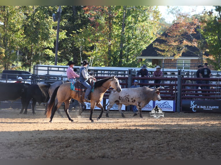 American Quarter Horse Wałach 5 lat Jelenia in Fresno
