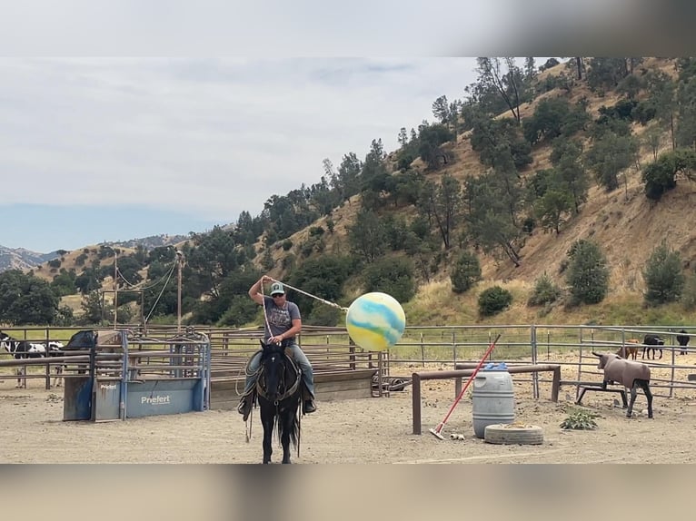 American Quarter Horse Wałach 5 lat Kara in Paicines CA