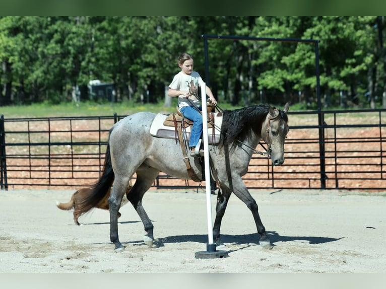 American Quarter Horse Wałach 5 lat Karodereszowata in Mount Vernon