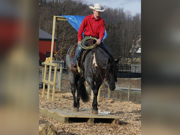 American Quarter Horse Wałach 5 lat Karodereszowata in Millersburg