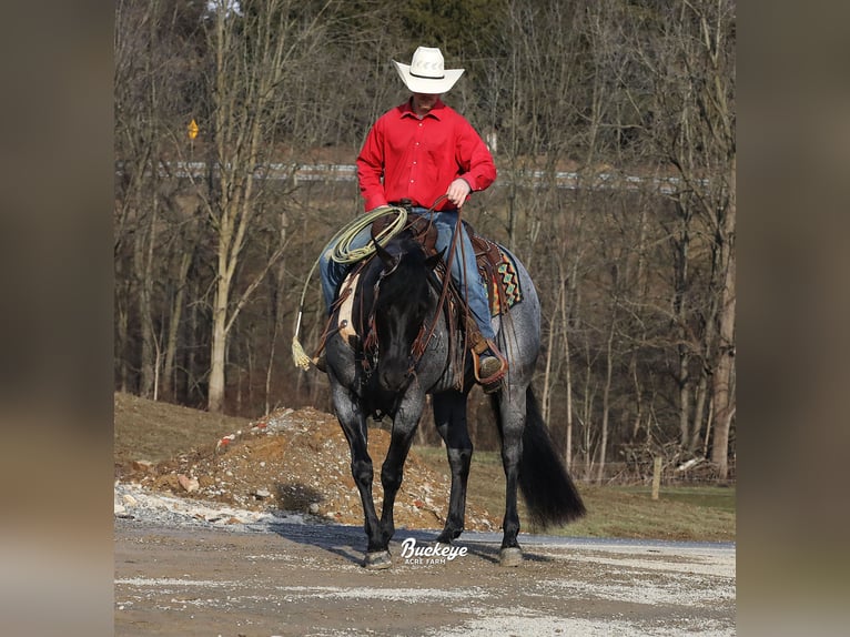 American Quarter Horse Wałach 5 lat Karodereszowata in Millersburg