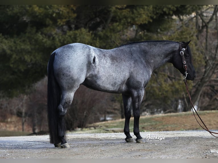 American Quarter Horse Wałach 5 lat Karodereszowata in Millersburg