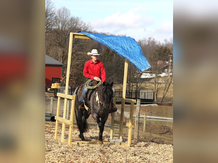 American Quarter Horse Wałach 5 lat Karodereszowata in Millersburg