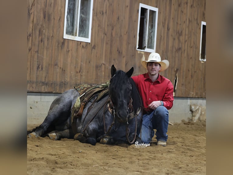 American Quarter Horse Wałach 5 lat Karodereszowata in Millersburg