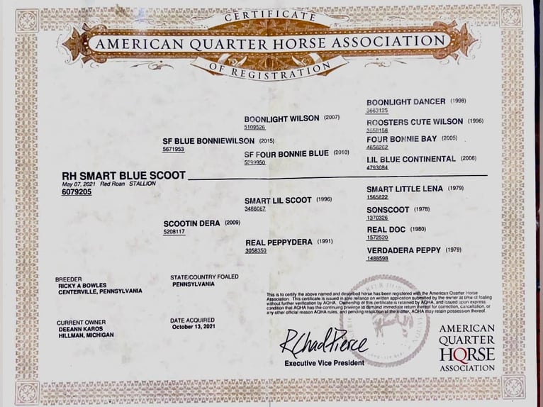 American Quarter Horse Wałach 5 lat Kasztanowatodereszowata in Canyon TX