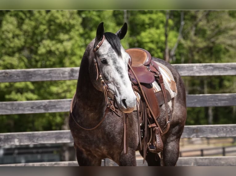 American Quarter Horse Wałach 5 lat Siwa in Clover