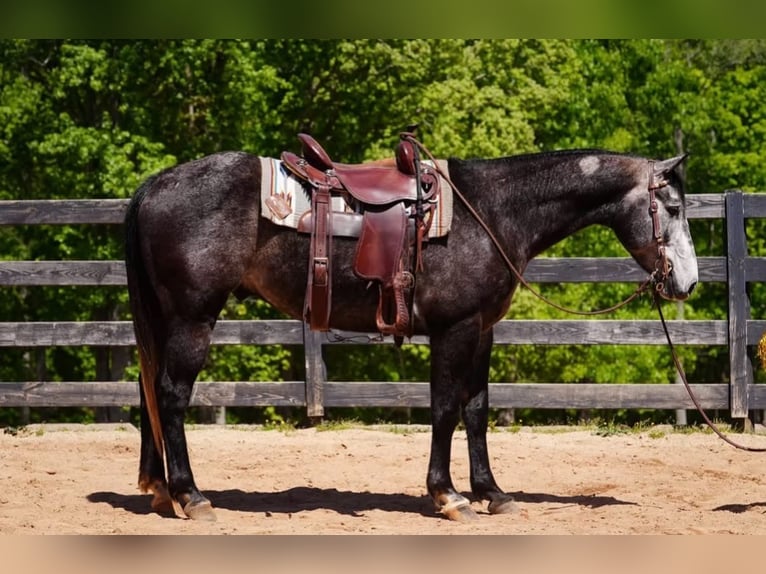 American Quarter Horse Wałach 5 lat Siwa in Clover