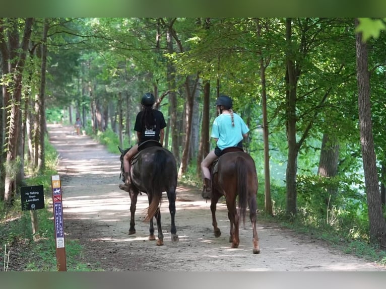 American Quarter Horse Wałach 5 lat Siwa in Clover