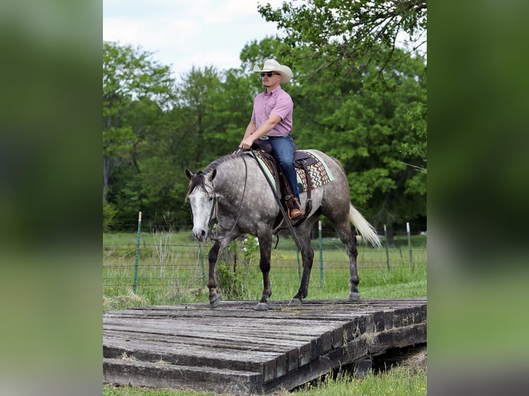 American Quarter Horse Wałach 5 lat Siwa in Buffalo