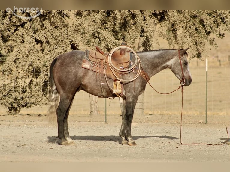 American Quarter Horse Wałach 5 lat Siwa in Tres Pinos