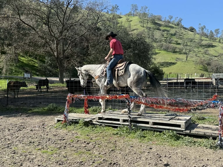 American Quarter Horse Wałach 5 lat Siwa in Tres Pinos