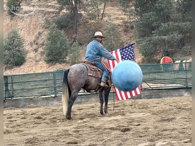 American Quarter Horse Wałach 5 lat Siwa in Tres Pinos