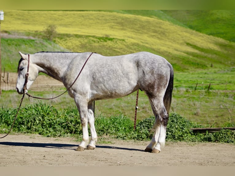 American Quarter Horse Wałach 5 lat Siwa in Tres Pinos