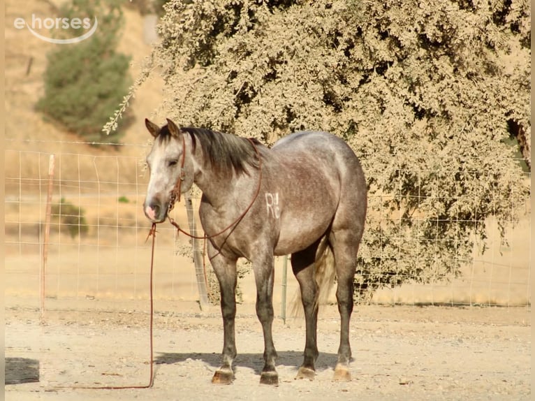 American Quarter Horse Wałach 5 lat Siwa in Tres Pinos