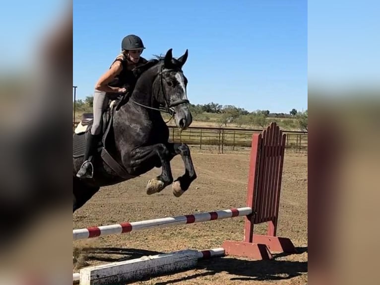 American Quarter Horse Wałach 5 lat Siwa in Jacksboro TX