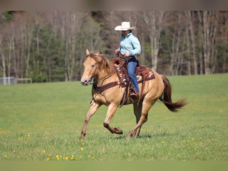 American Quarter Horse Wałach 5 lat Szampańska in Clarion