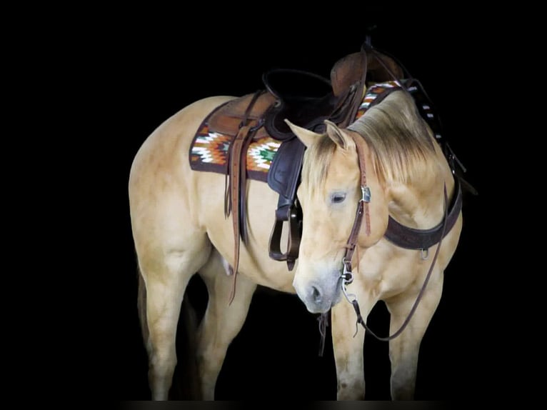 American Quarter Horse Wałach 5 lat Szampańska in Clarion