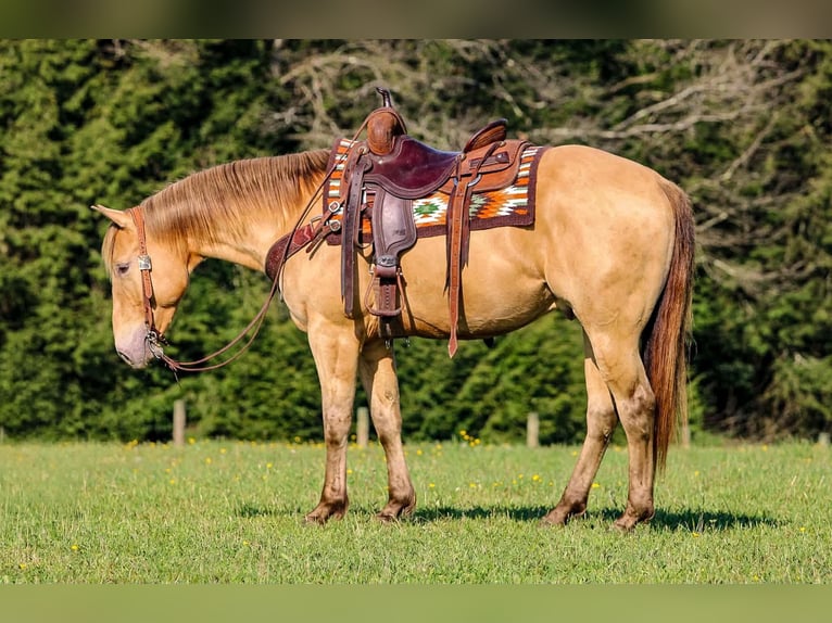 American Quarter Horse Wałach 5 lat Szampańska in Clarion