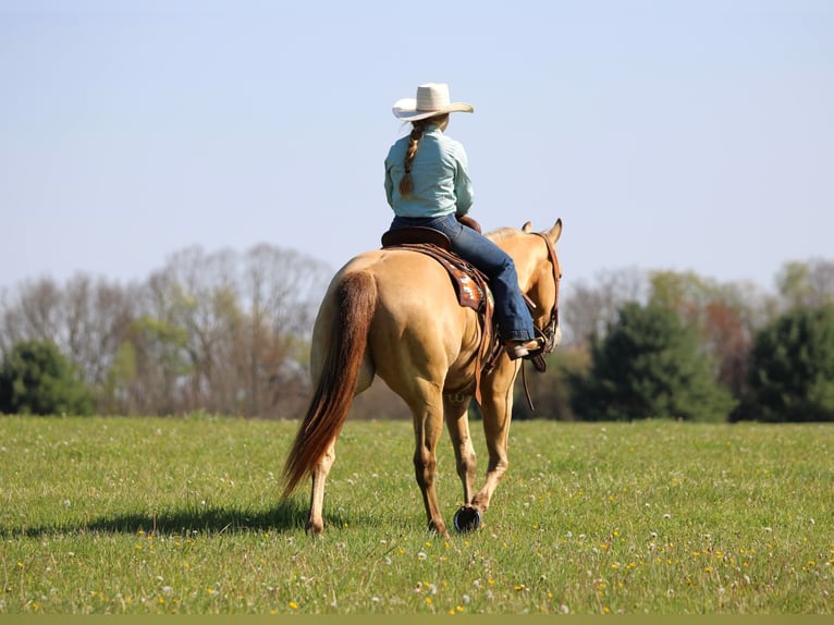 American Quarter Horse Wałach 5 lat Szampańska in Clarion