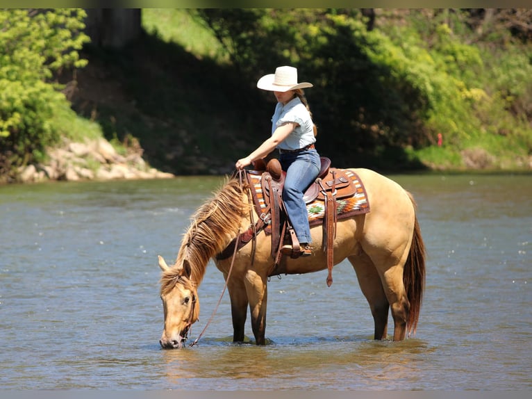 American Quarter Horse Wałach 5 lat Szampańska in Clarion