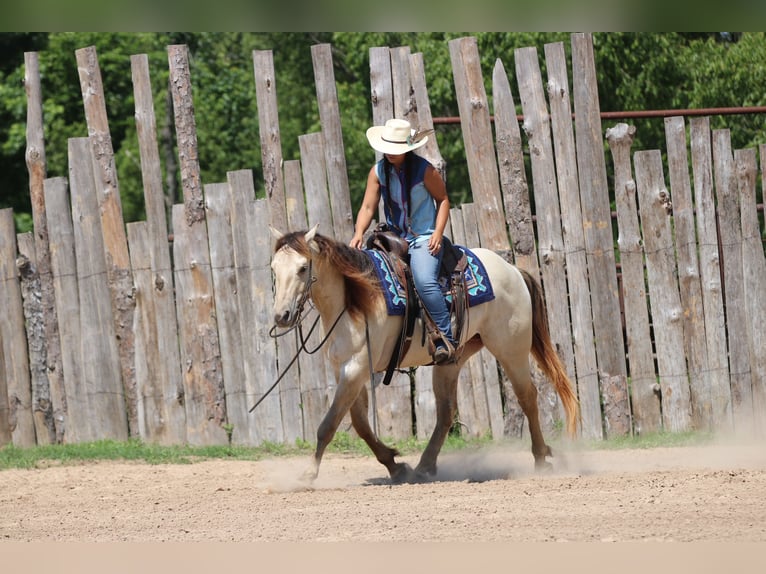 American Quarter Horse Wałach 5 lat Szampańska in Athens