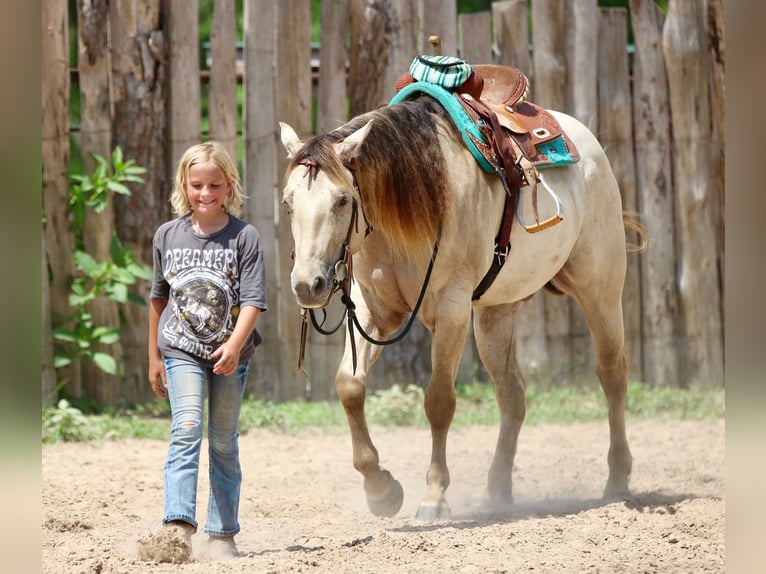American Quarter Horse Wałach 5 lat Szampańska in Athens