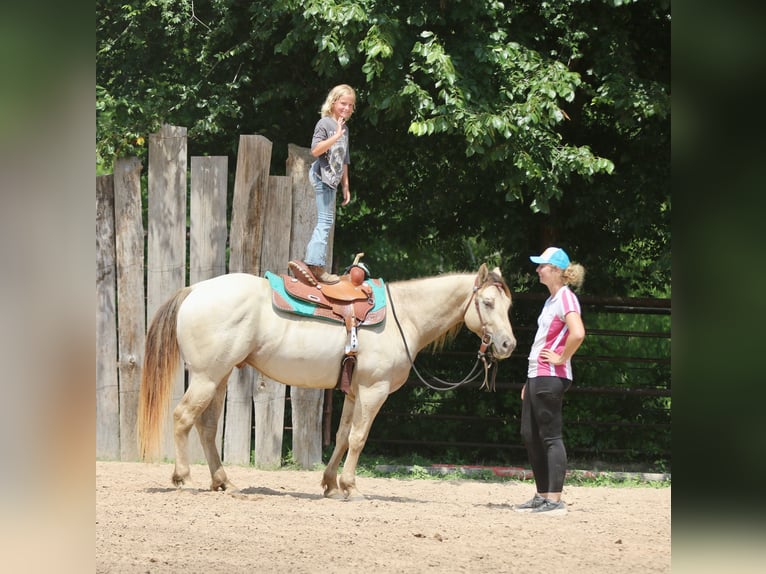 American Quarter Horse Wałach 5 lat Szampańska in Athens