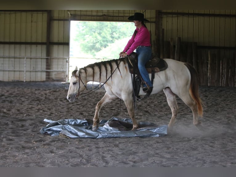 American Quarter Horse Wałach 5 lat Szampańska in Athens