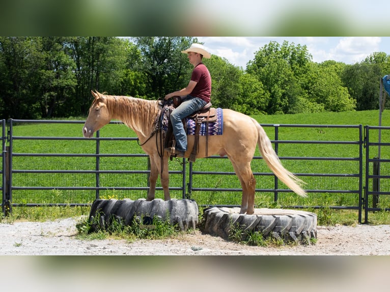 American Quarter Horse Wałach 5 lat Szampańska in Fredericksburg
