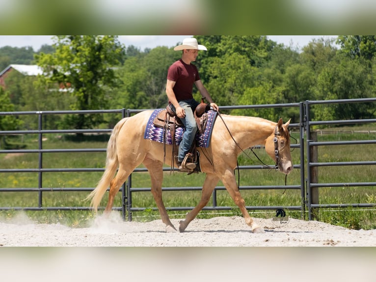 American Quarter Horse Wałach 5 lat Szampańska in Fredericksburg