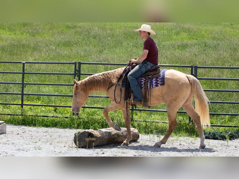 American Quarter Horse Wałach 5 lat Szampańska in Fredericksburg