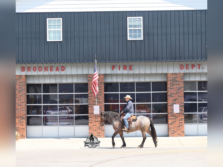 American Quarter Horse Wałach 5 lat  in Mount Vernon