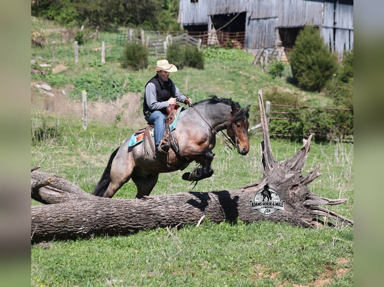 American Quarter Horse Wałach 5 lat  in Mount Vernon
