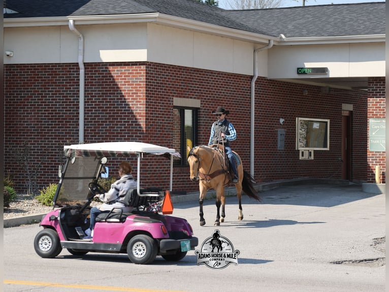 American Quarter Horse Wałach 5 lat  in Mount Vernon