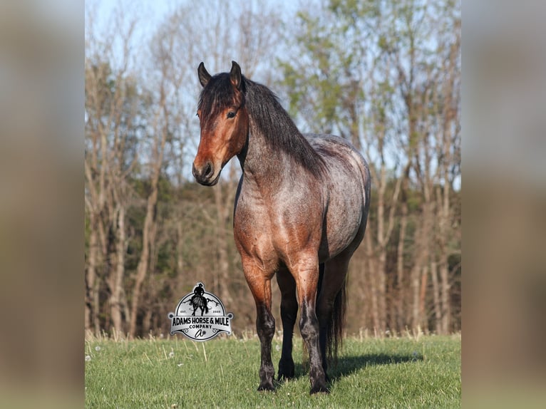 American Quarter Horse Wałach 5 lat  in Mount Vernon