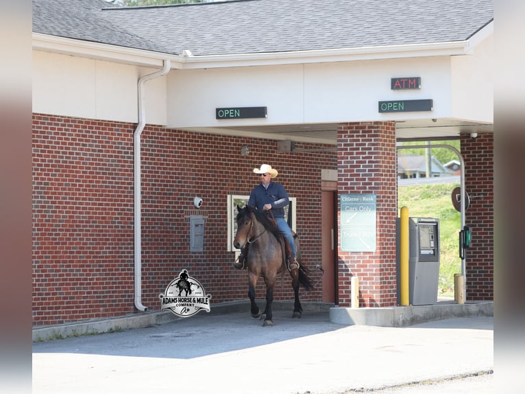 American Quarter Horse Wałach 5 lat  in Mount Vernon