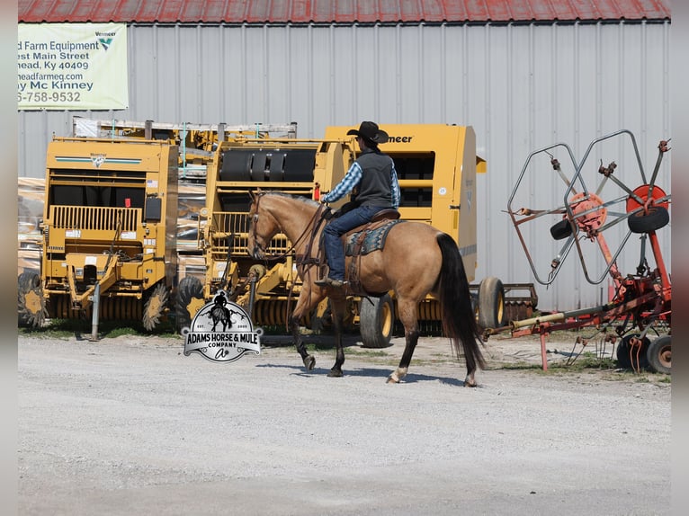 American Quarter Horse Wałach 5 lat  in Mount Vernon